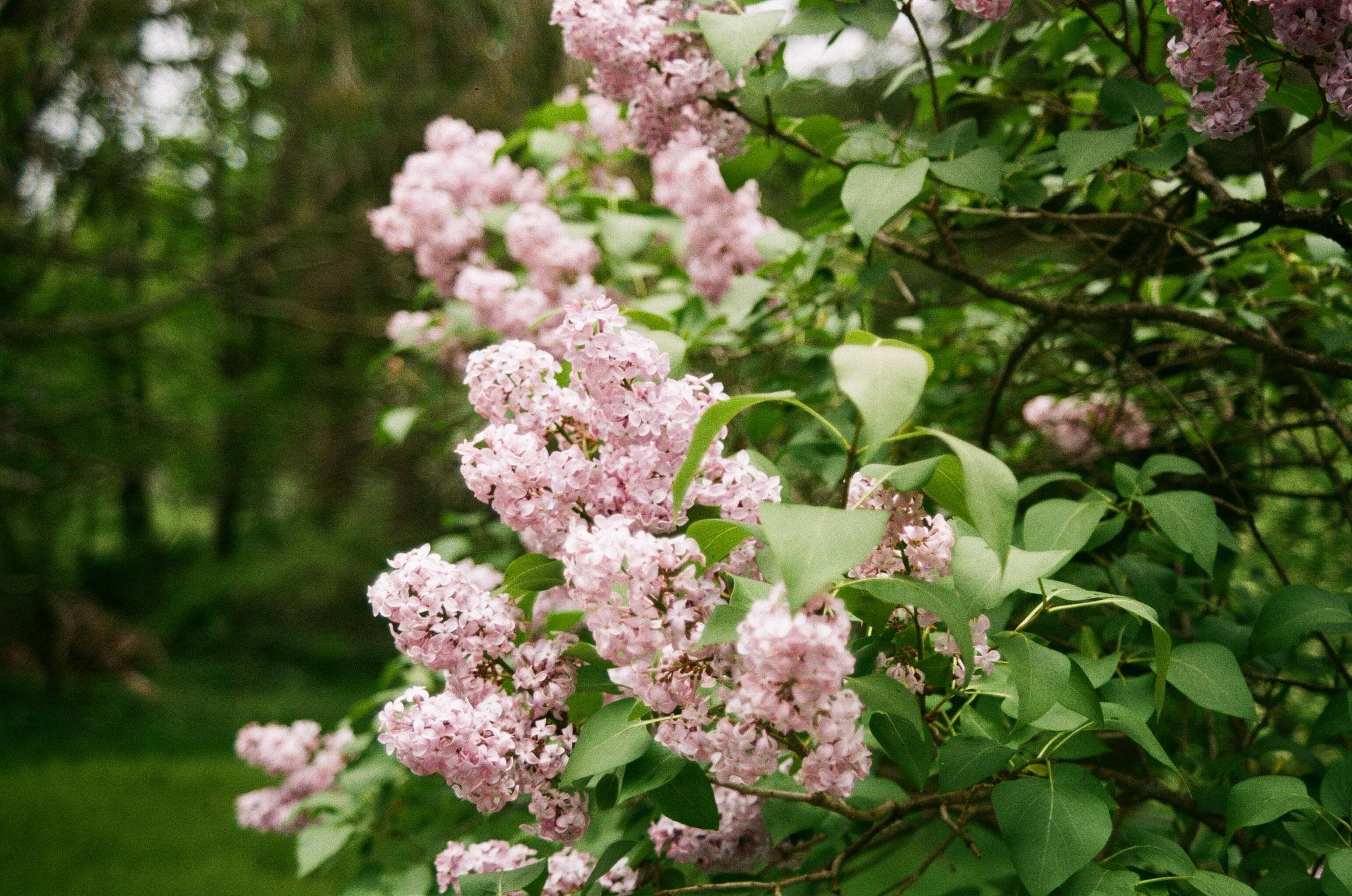 Skyline Woods property