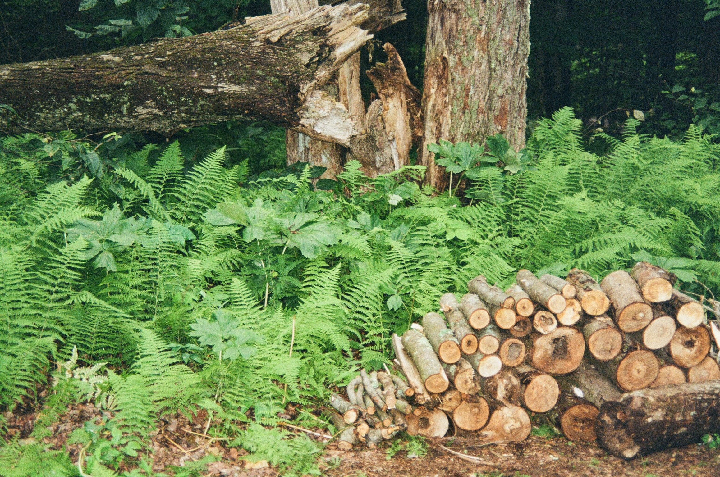 Skyline Woods property